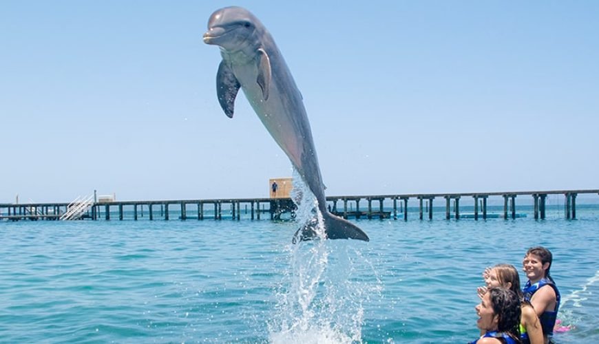 Dolphin Excursion in Punta Cana