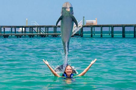 Swimming with 1 Dolphin