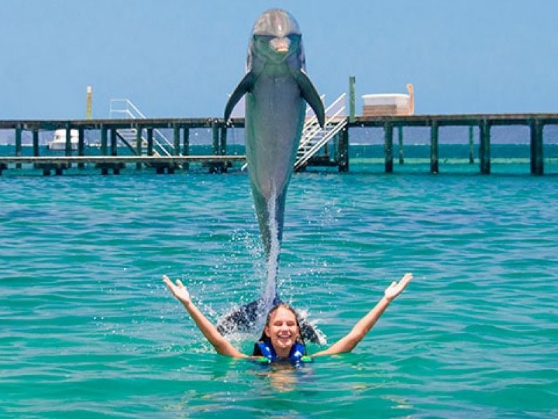 Swimming with 1 Dolphin
