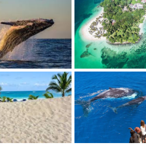 Whale Watching + Bacardi Island