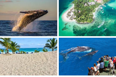 Whale Watching + Bacardi Island