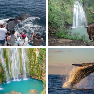 Whale Watching + El Limon Waterfall