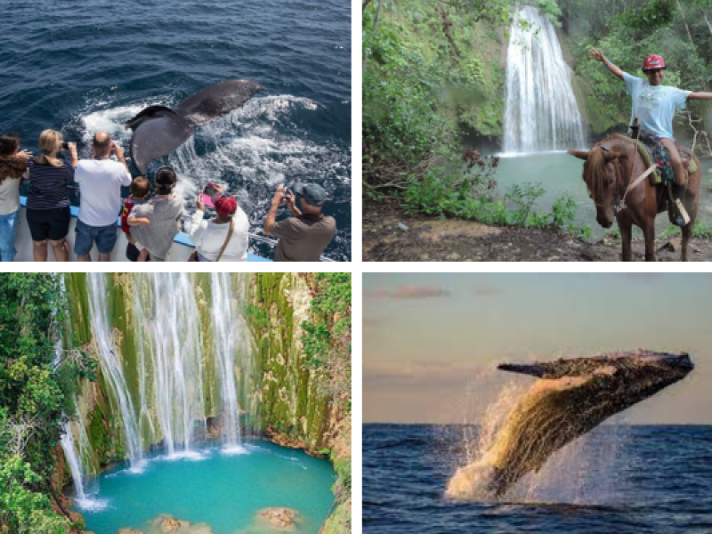 Whale Watching + El Limon Waterfall