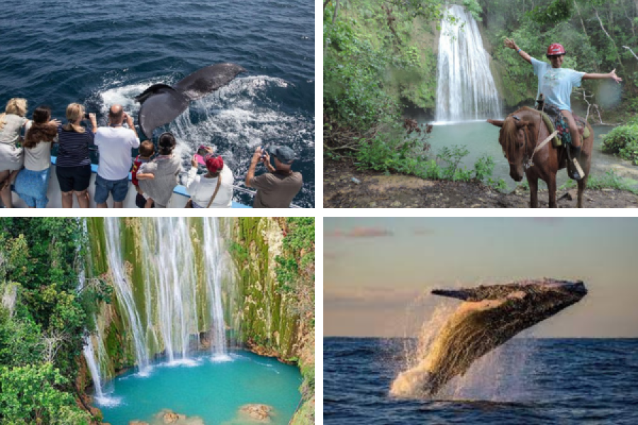 Whale Watching + El Limon Waterfall