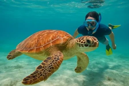 Turtle Sanctuary in Punta Cana: Can You Really Swim With Turtles in the Dominican Republic?