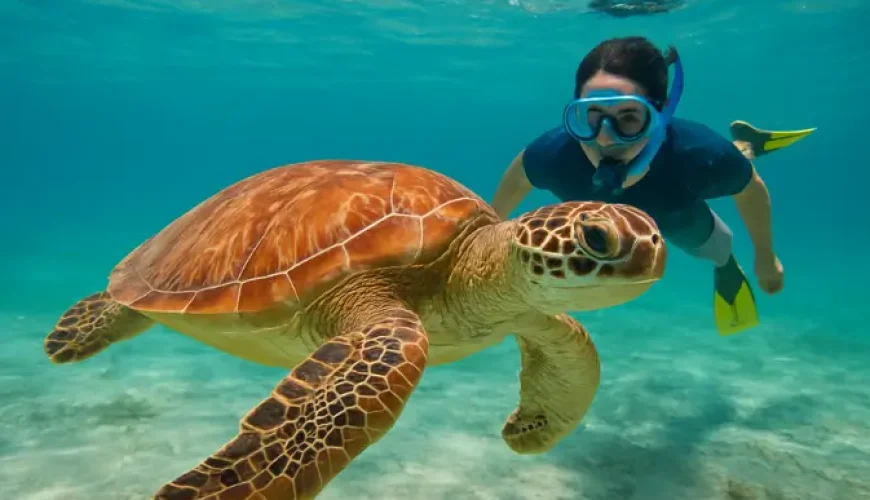 Turtle Sanctuary in Punta Cana: Can You Really Swim With Turtles in the Dominican Republic?